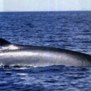 Best of Bangladesh whale watching